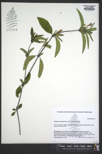 Ruellia caroliniensis image