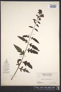 Aureolaria pedicularia image