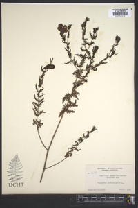 Aureolaria pedicularia image