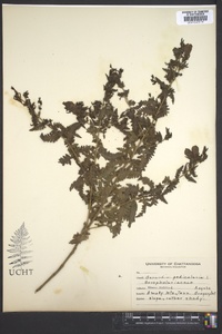 Aureolaria pedicularia image