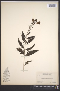 Aureolaria pedicularia image