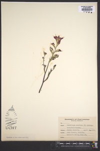 Castilleja coccinea image