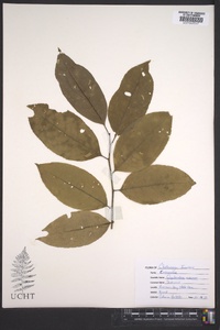 Oxydendrum arboreum image