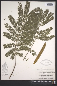 Albizia julibrissin image