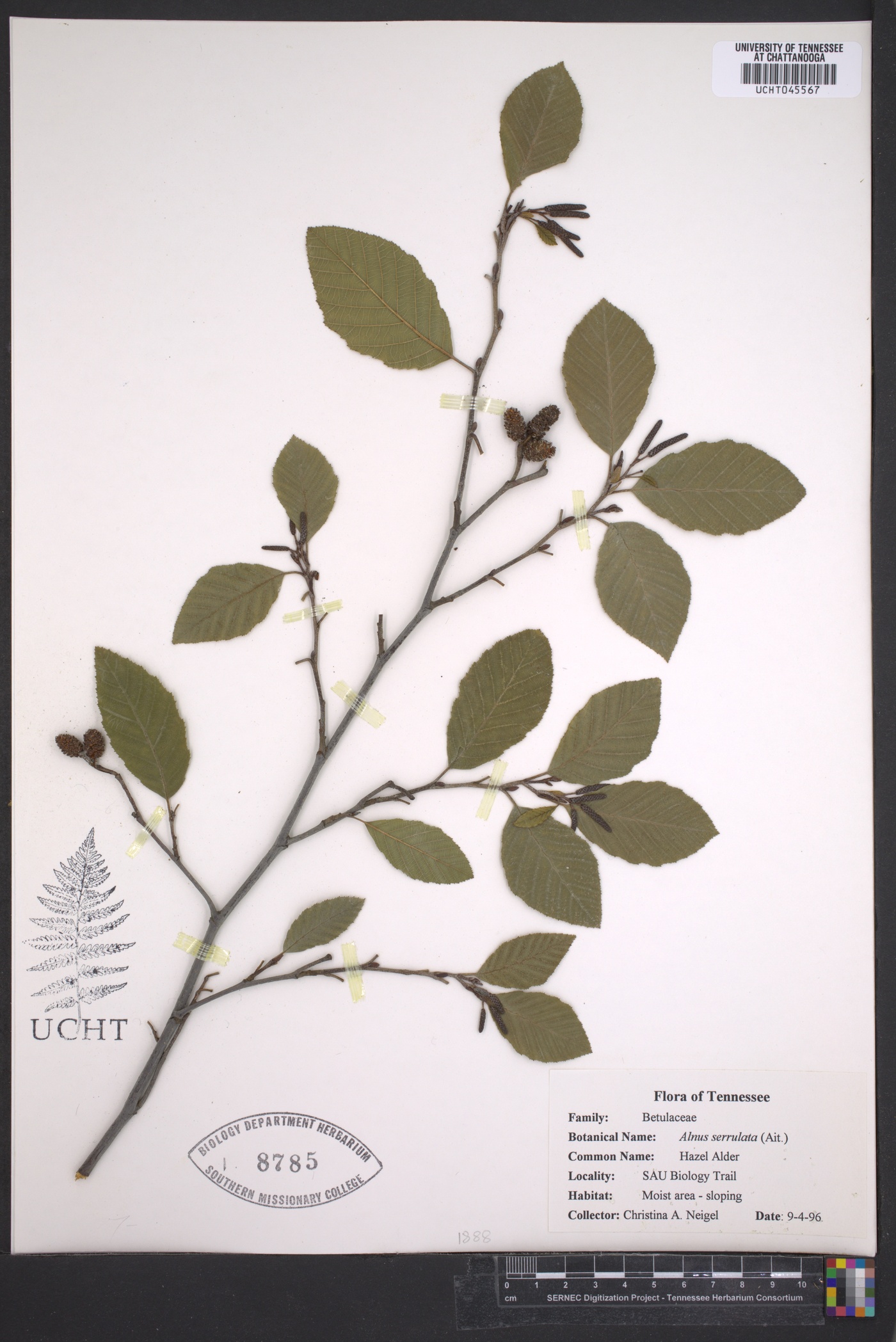 Acer oliverianum image