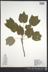 Acer spicatum image