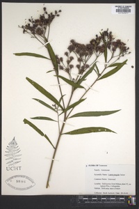 Liatris turgida image