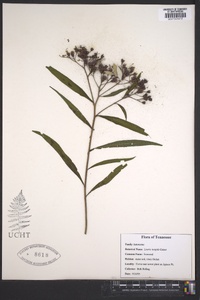 Liatris turgida image