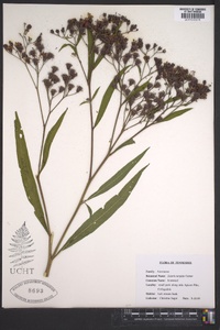 Liatris turgida image