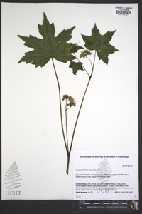 Hydrophyllum canadense image