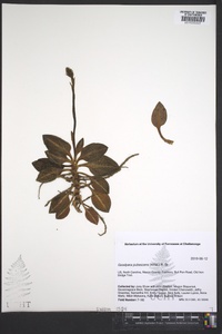 Goodyera pubescens image