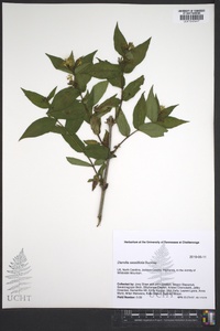 Diervilla sessilifolia image