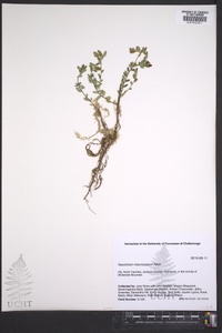 Vaccinium macrocarpon image