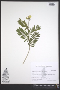 Tephrosia spicata image