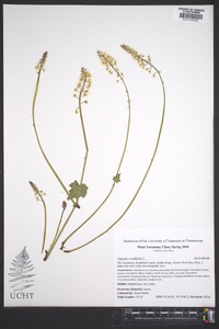 Tiarella cordifolia image