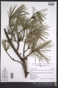 Pinus echinata image