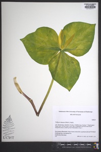 Trillium luteum image