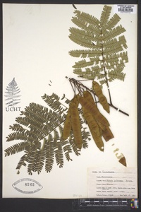 Albizia julibrissin image