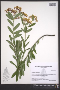 Verbena brasiliensis image