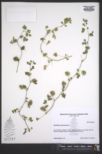 Medicago polymorpha image