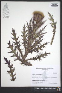 Cirsium horridulum image