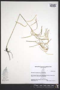 Borodinia canadensis image