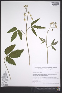 Cardamine diphylla image