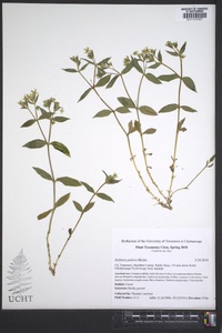 Stellaria pubera image