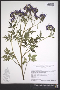 Phacelia bipinnatifida image