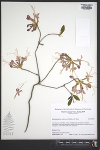 Rhododendron canescens image