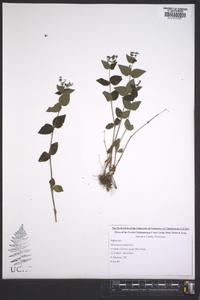 Houstonia purpurea image