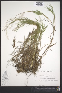 Panicum wrightianum image