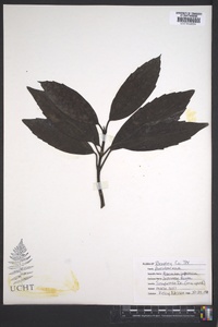 Aucuba japonica image