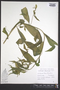 Ludwigia decurrens image