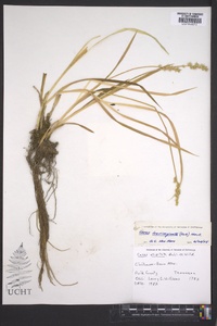 Carex laevivaginata image