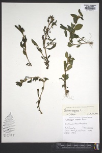 Gratiola virginiana image