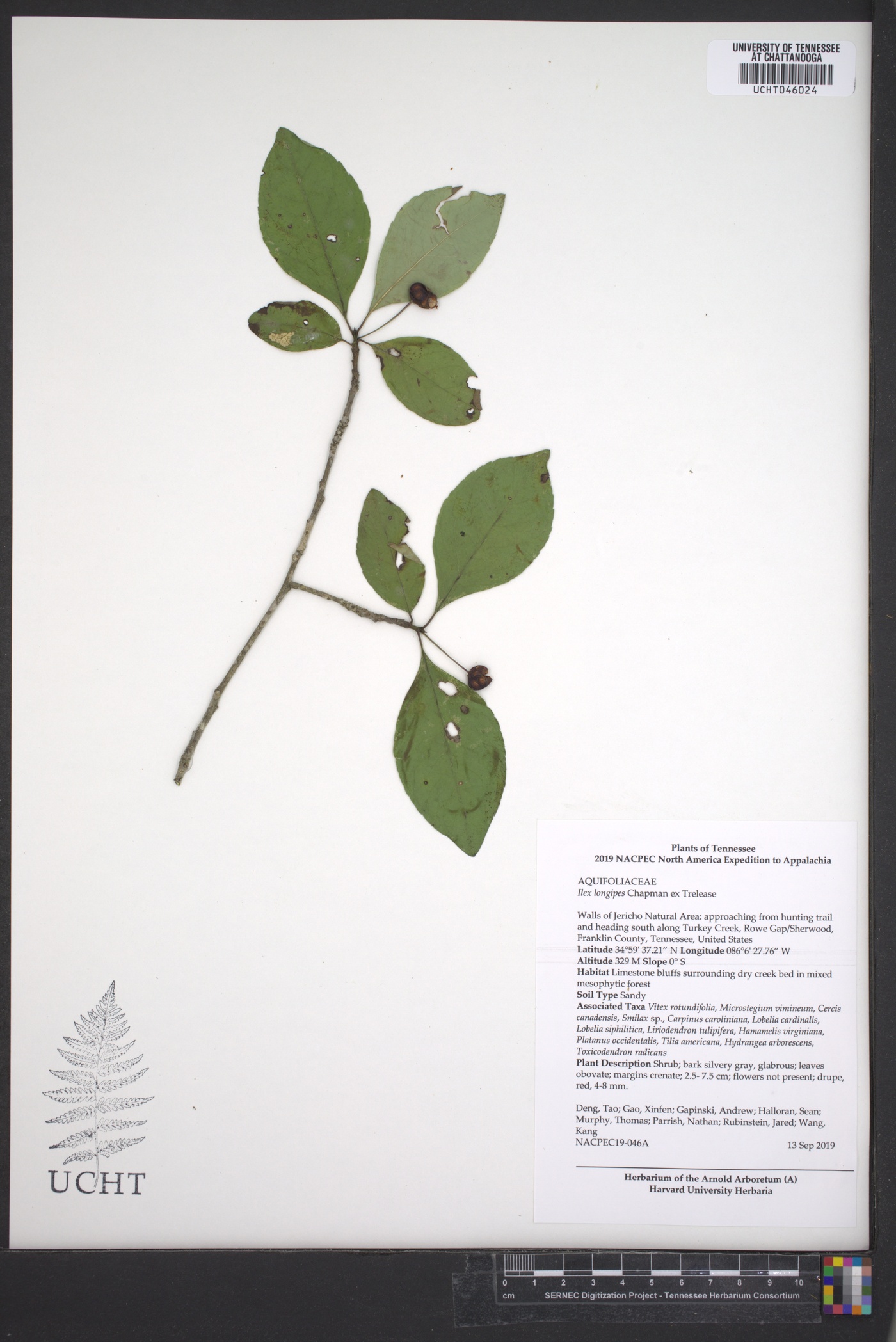 Ilex longipes image