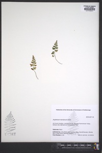 Asplenium montanum image