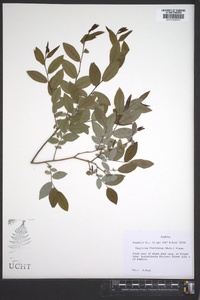 Vaccinium floridanum image