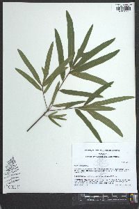 Quercus phellos image