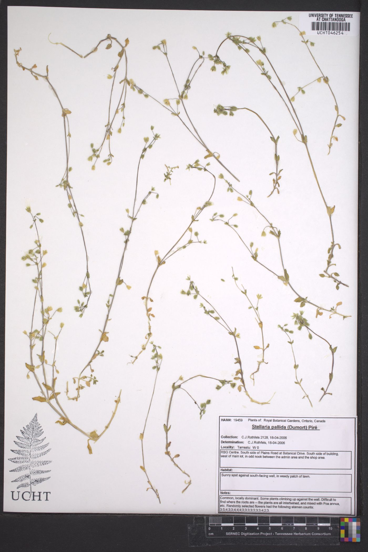 Stellaria pallida image