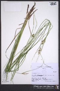 Carex caroliniana image