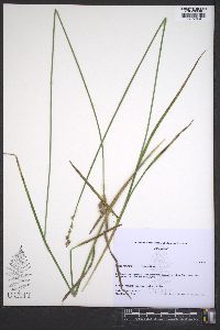 Carex reniformis image