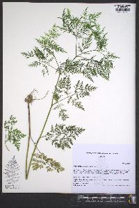 Trepocarpus aethusae image