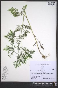 Trepocarpus aethusae image