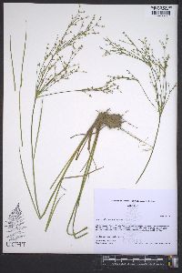 Juncus diffusissimus image