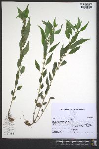 Parietaria pensylvanica image