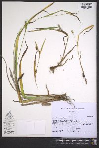 Carex flaccosperma image