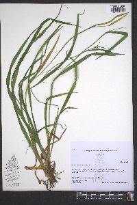 Carex crebriflora image