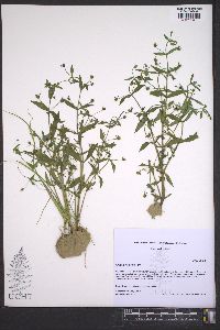 Gratiola neglecta image